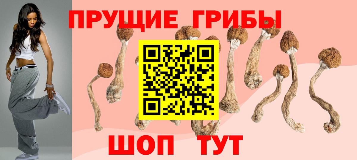 купить наркоту  Псилоцибиновые грибы GOLDEN TEACHER  Вход с VPN  Галлюциногенные грибы мухоморы  Майкоп 